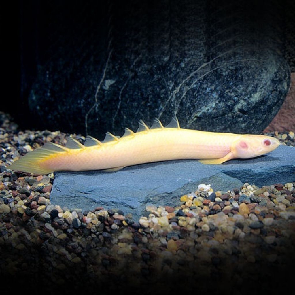 stiker berbentuk palmas albino small 8-10 cm polypterus senegalus