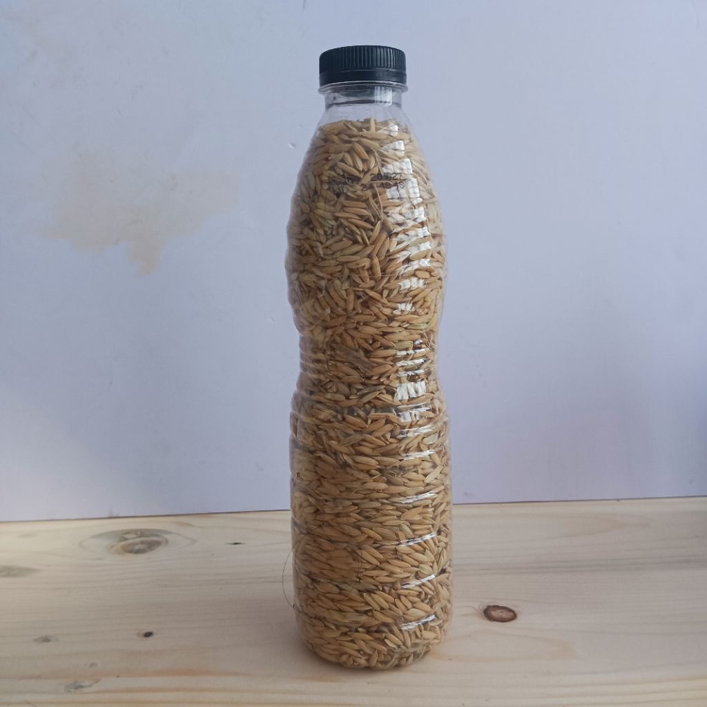 Biji Padi Super Gabah 600gr