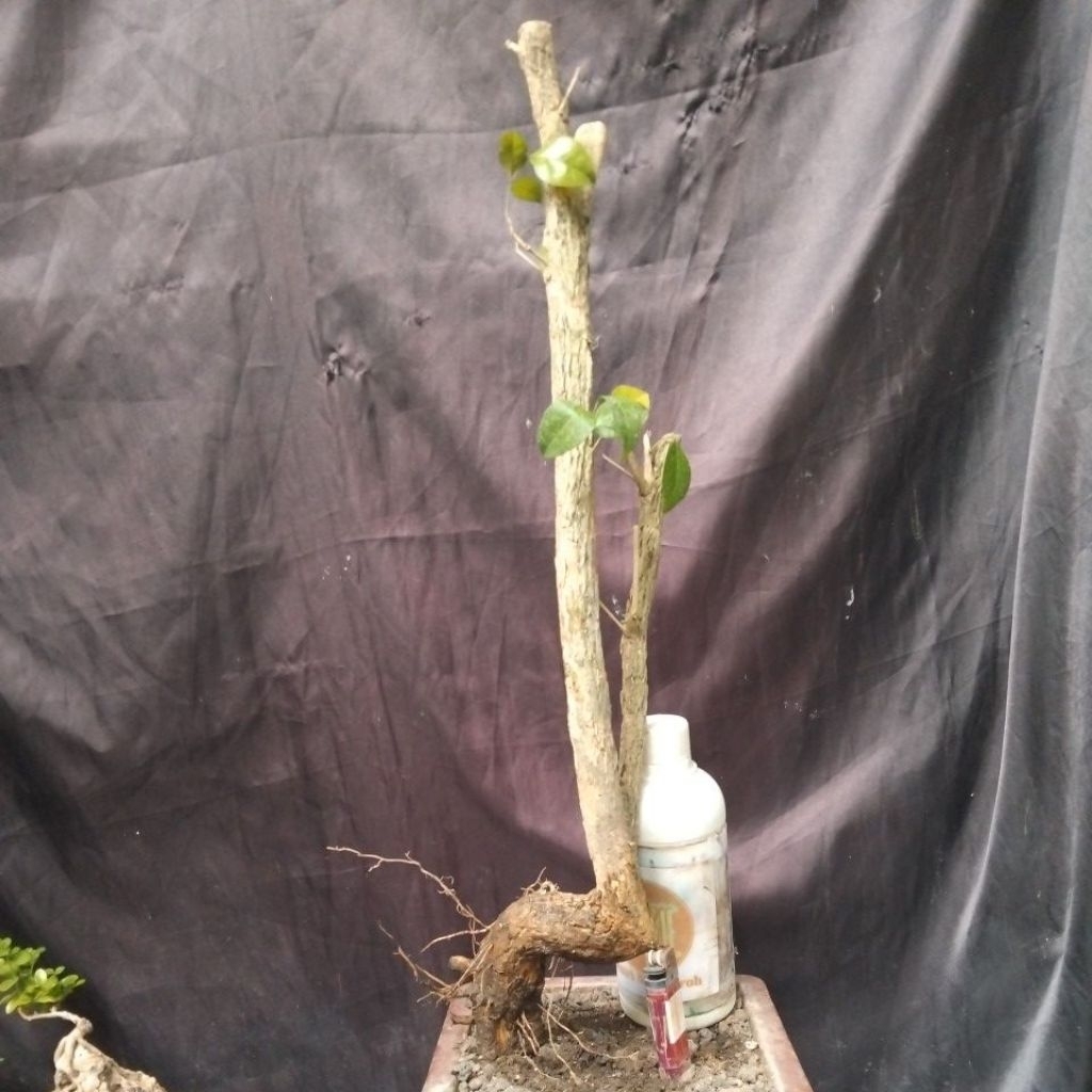 Bahan Bonsai Kemuning Dongkelan Medium informal size The Maxx 30 cm, real pick