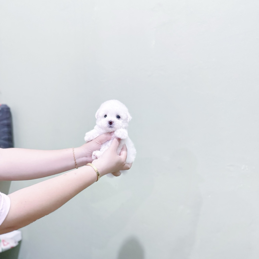 male korean mini bichon frise bloodline import korea super cute face kaki cebol lucu