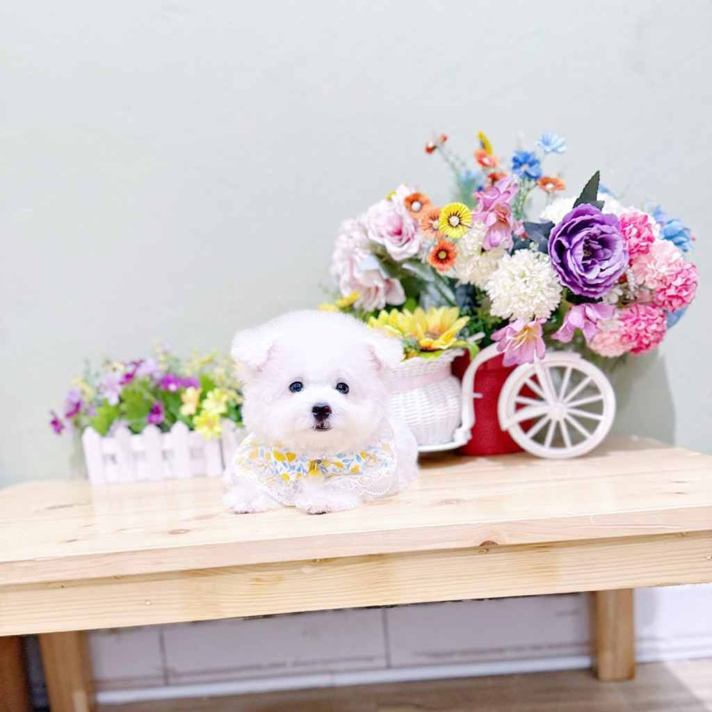 korean mini bichon super imut bulu super tebal kaki cebol mata belo best quality super cakep bloodli