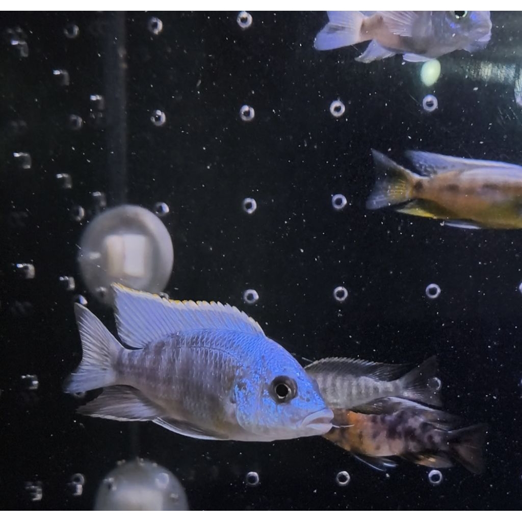 Cichlid Afrika Aulonocara sp Turkish