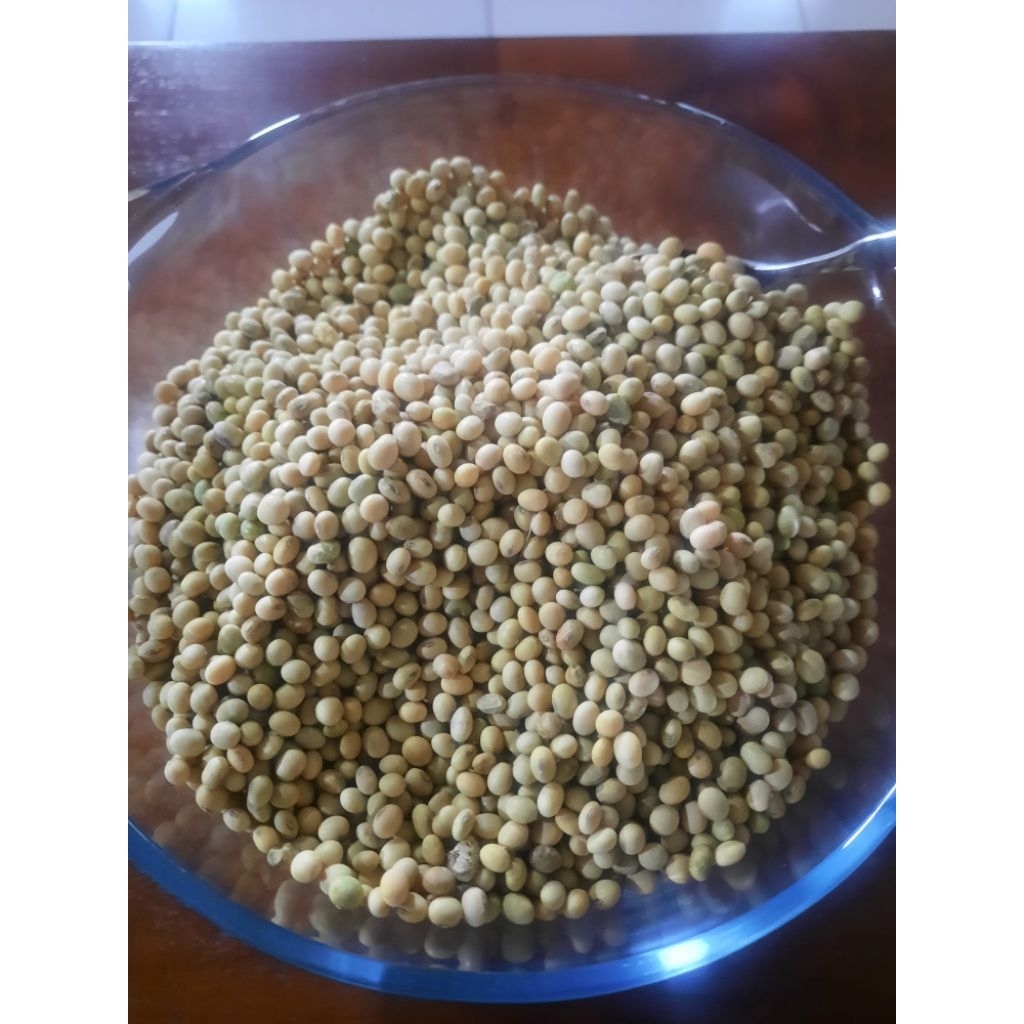 Kacang Kedelai Lokal