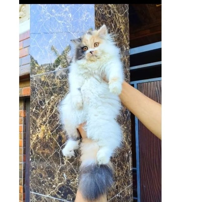 kucing Norwegian muchkin bigbone