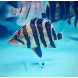 Baby Datz Hidup  Aquatic Pet – Ready Stock – Pengiriman Instant & Same Day – by Zeng Aquatic