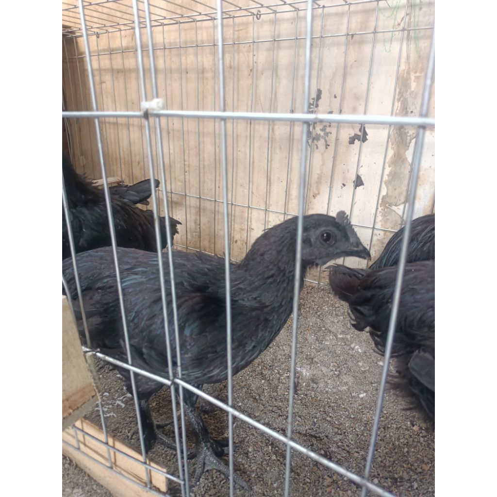 ayam cemani betina lidah Hitam
