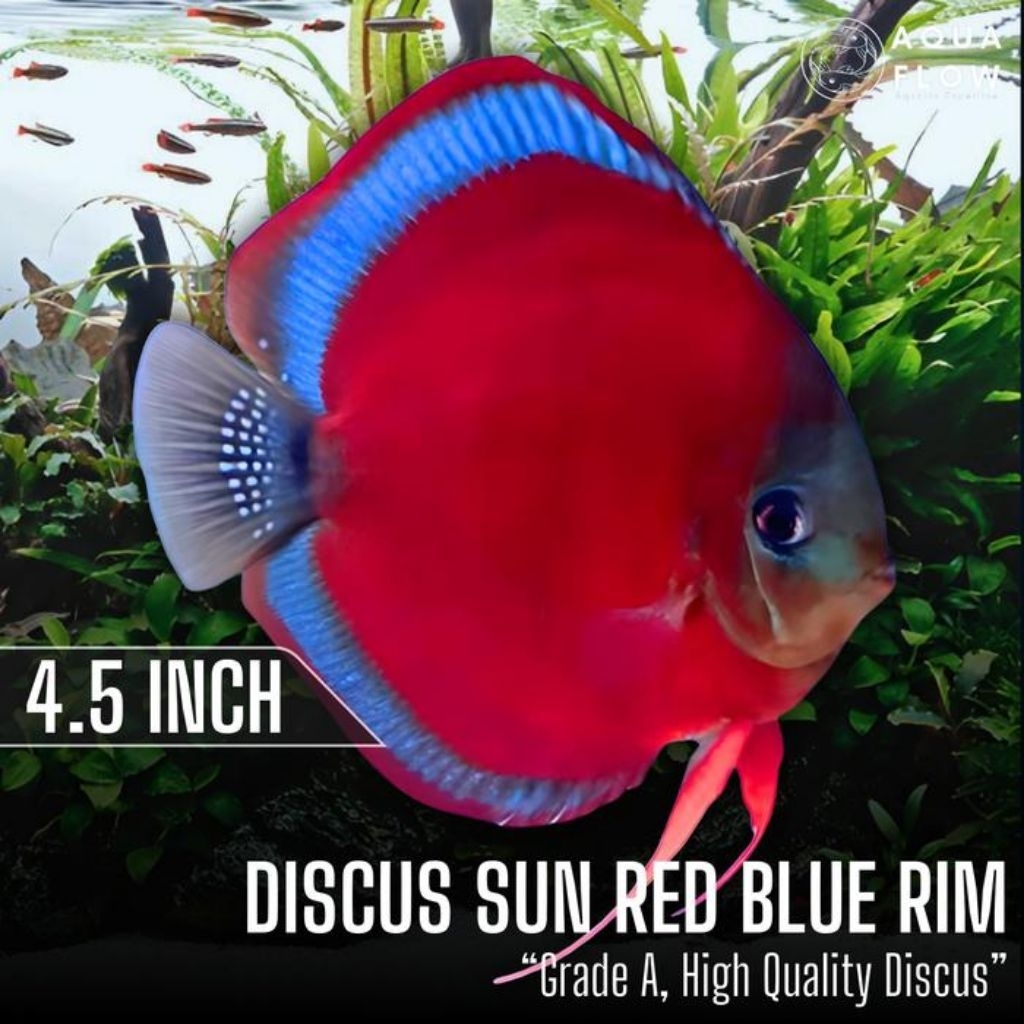 DISCUS SUN MERAH 3" grade bagus
