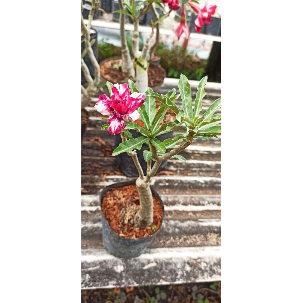 Adenium ID Gurandam Sudah Berbunga Bunga Tumpuk