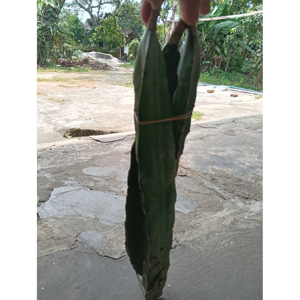 bibit buah naga/ tanaman bibit buah naga