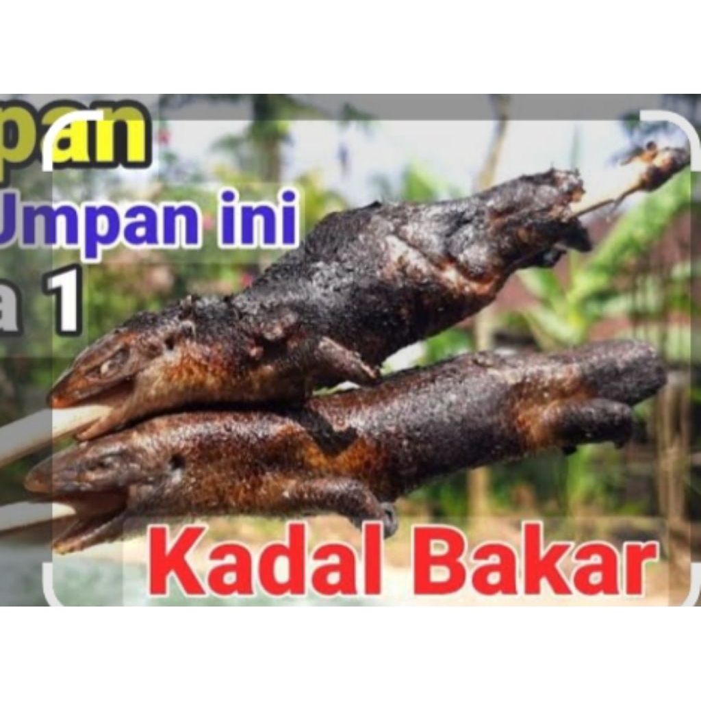 kadal bakar dan hidup/5 ekor