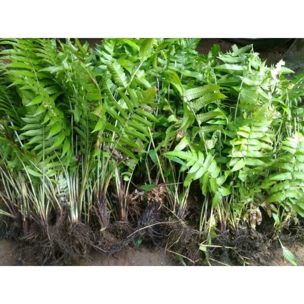 10 Bibit pakis sayur /bibit pohon pakis sayur / bibit tanaman pakis sayur