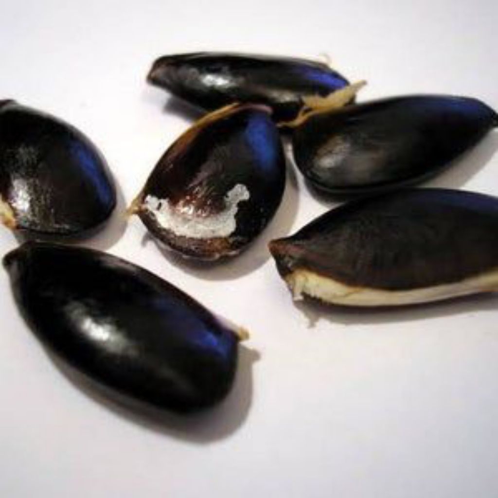 20 Biji | Kecik Sawo Manis Siap Semai