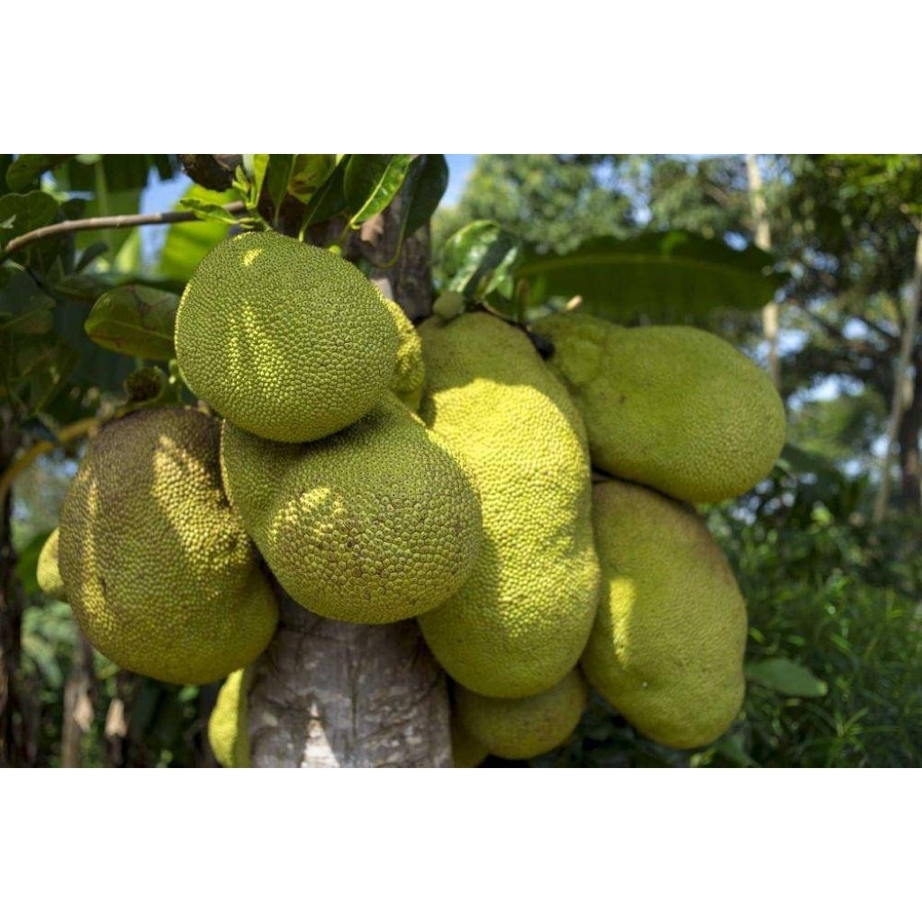 Nangka manis 1 Buah