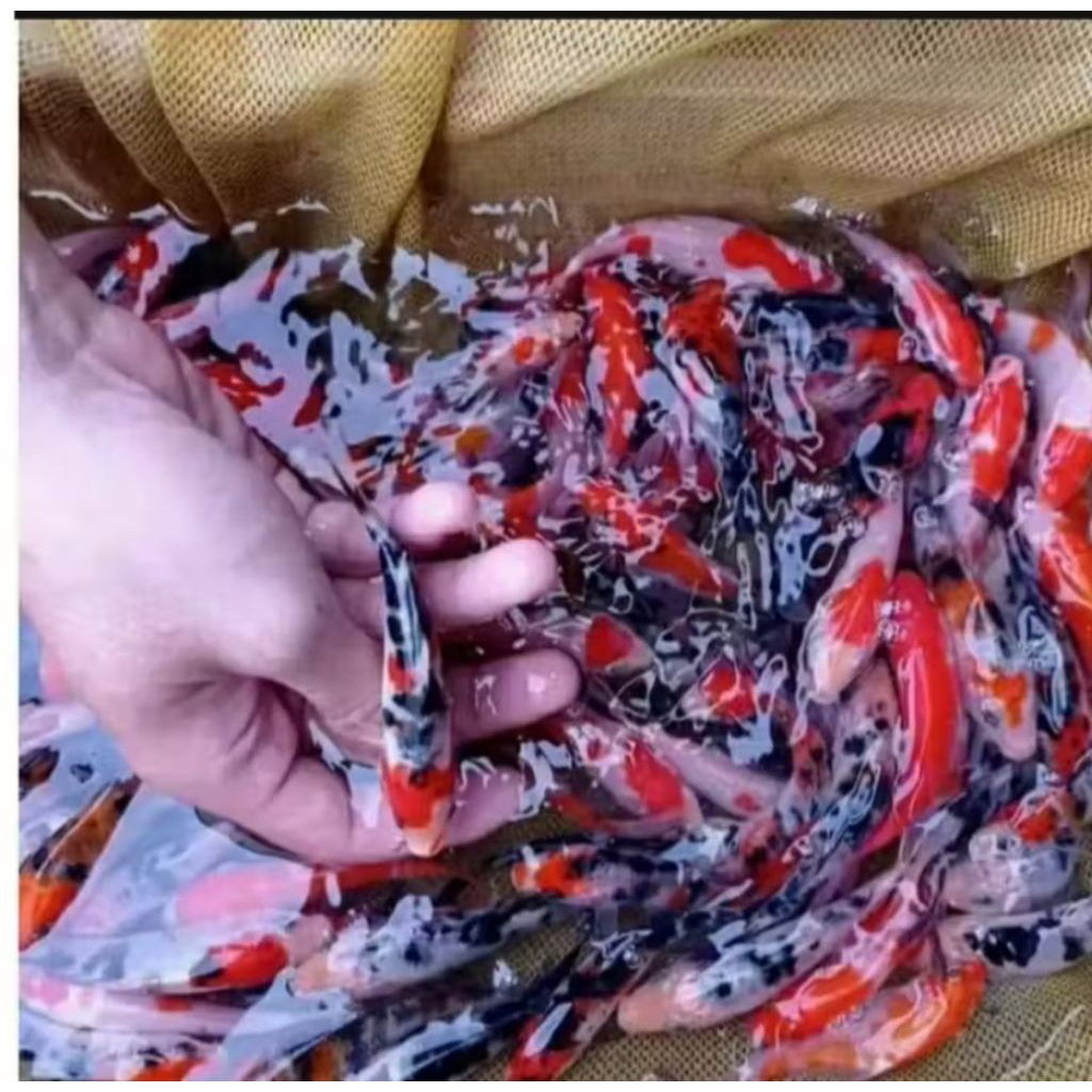 new produk warna asli blitar koi panca warna 3 warna vitamin super original ikan hiyas dekorasi Akua