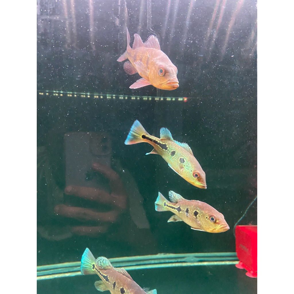 PBASS ORINOCO 10-12CM PELET