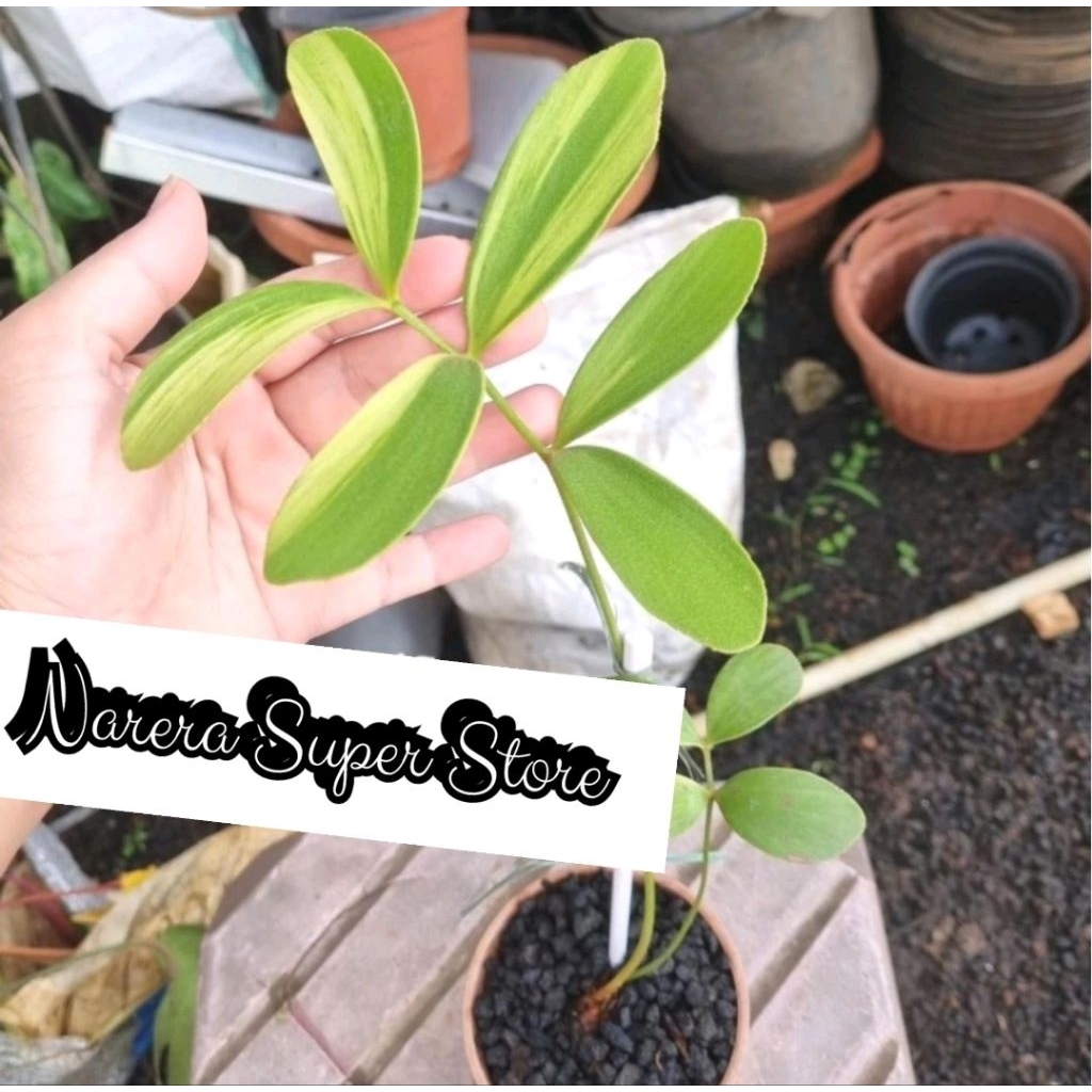 Tanaman Hias Zamia Furfuracea Variegata Varigated Varigata Murah Ekonomis