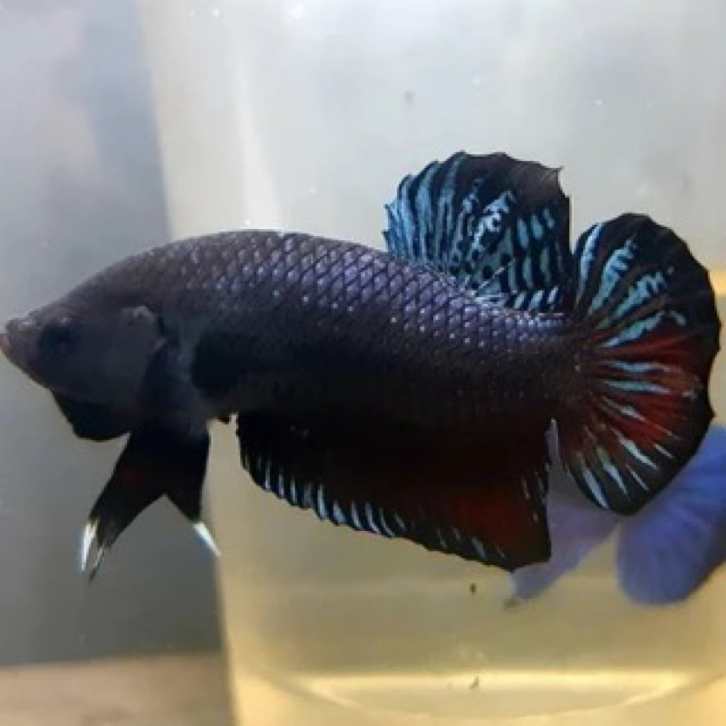 cupang bagan blacking aduan galak size M-L isi 4+bonus pakan