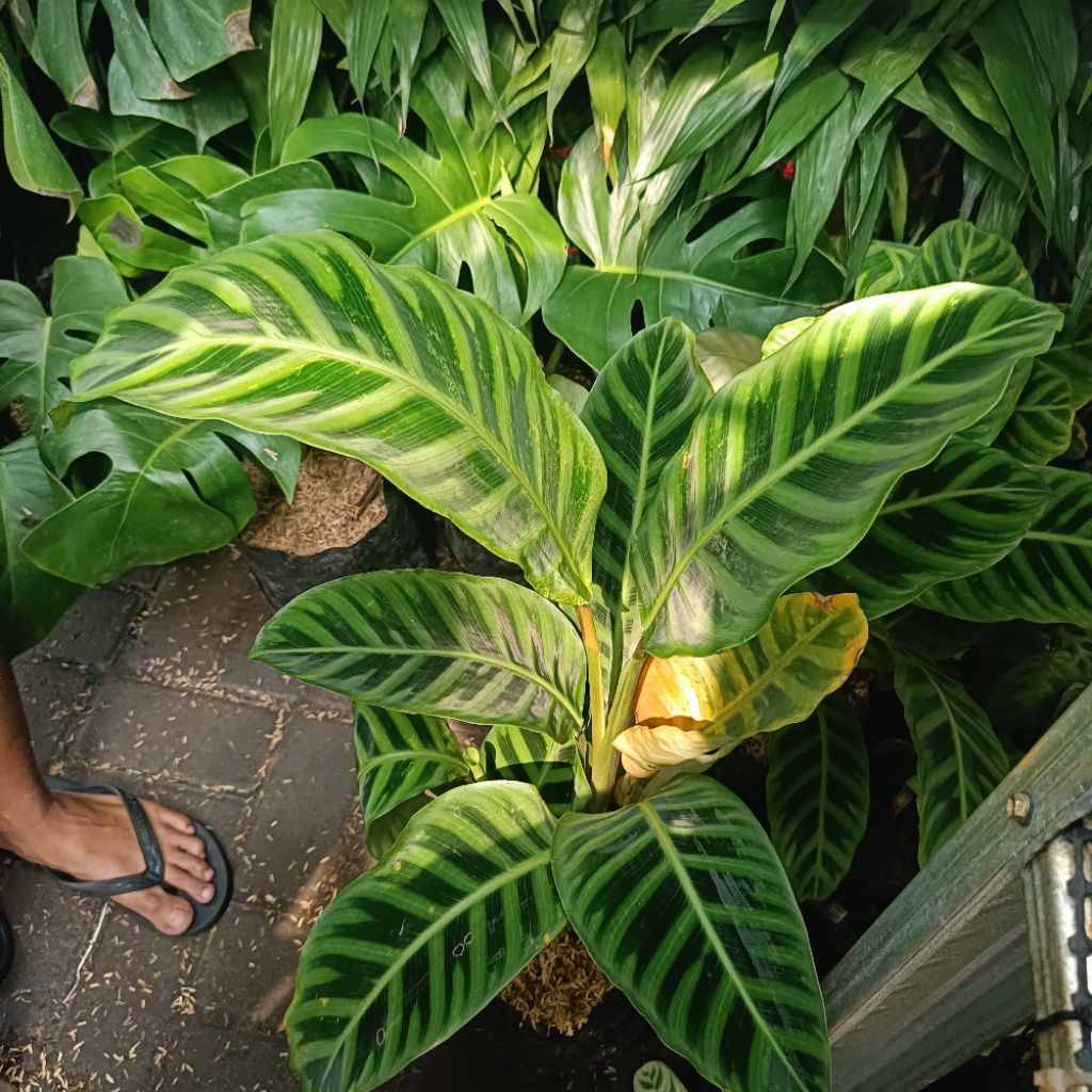tanaman teduh CALATHEA ZEBRINA/PISANG STER BESAR