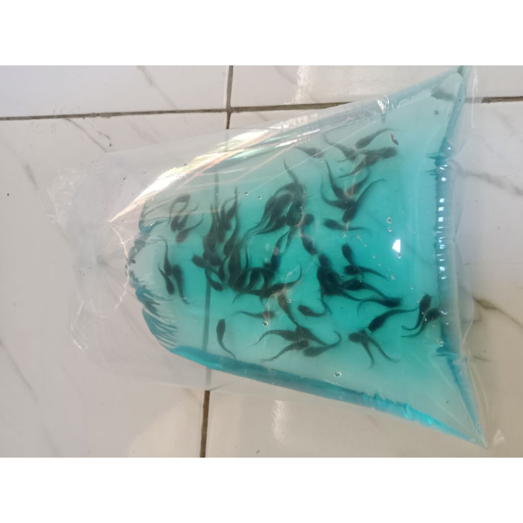 patung bibit lele isi 50 ekor