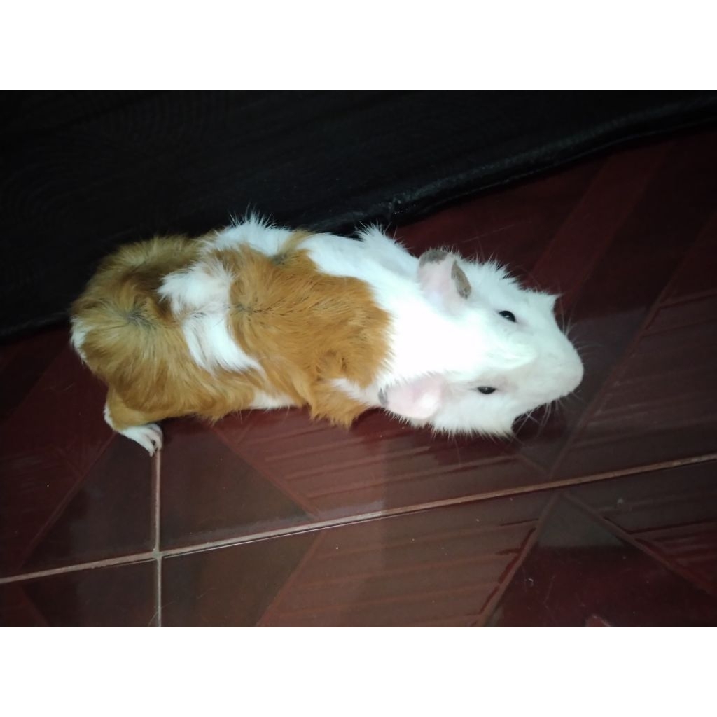 Guinea Pig / marmut abyssinian (khusus instan)