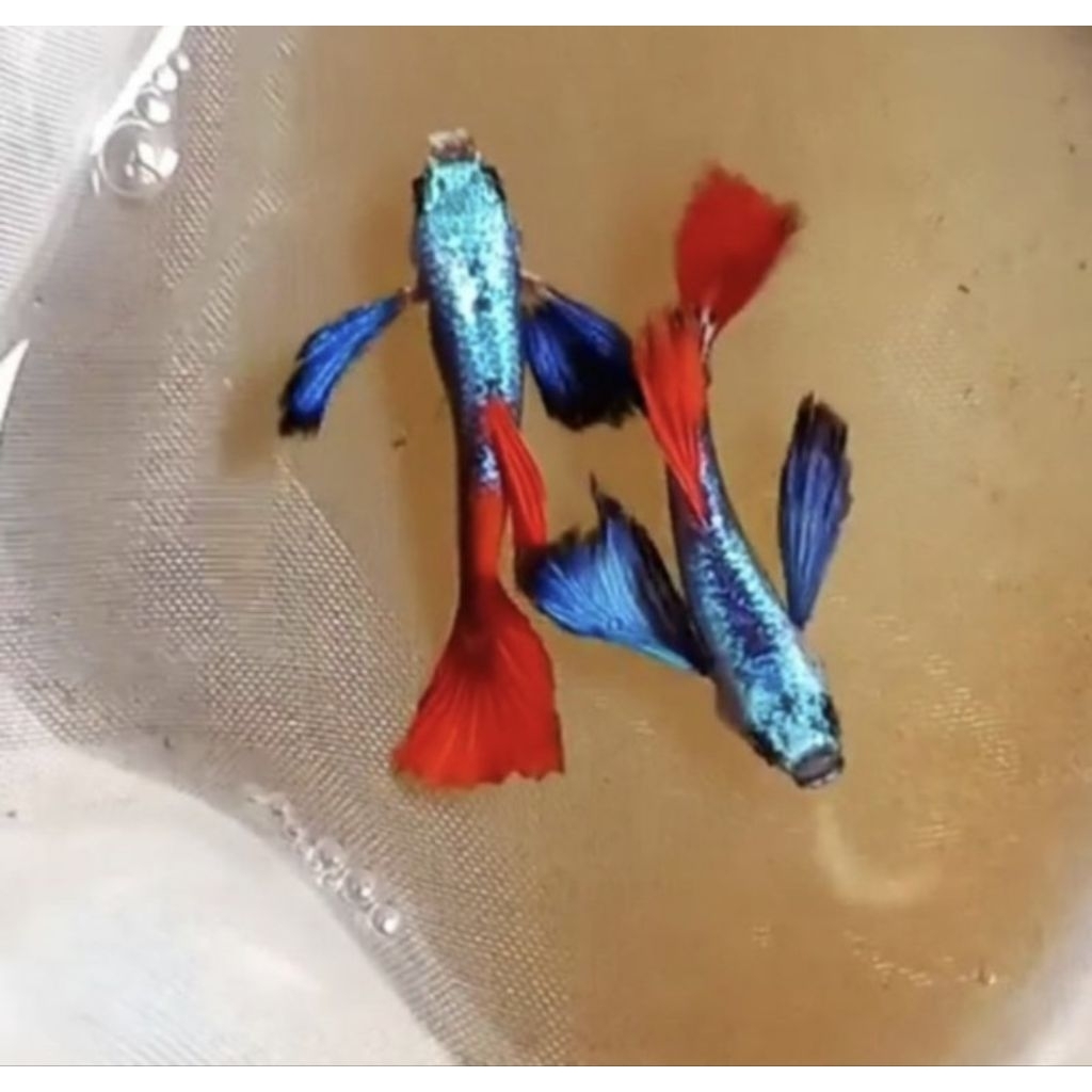 Ikan Hias Guppy PRTDE/Guppy Sepasang