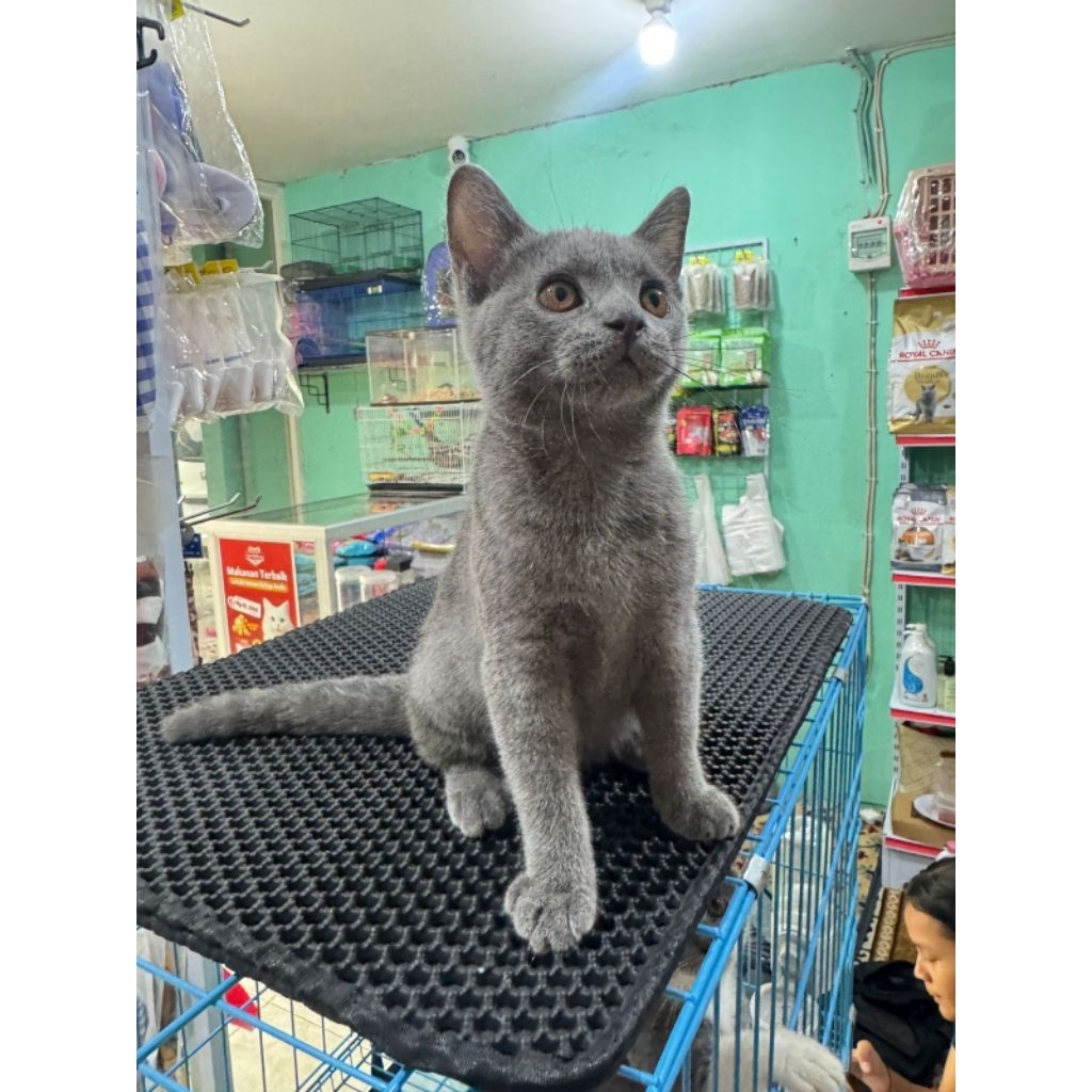 BRITISH SHORT HAIR PURE