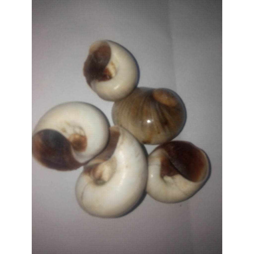 cangkang keong mata ukuran besar