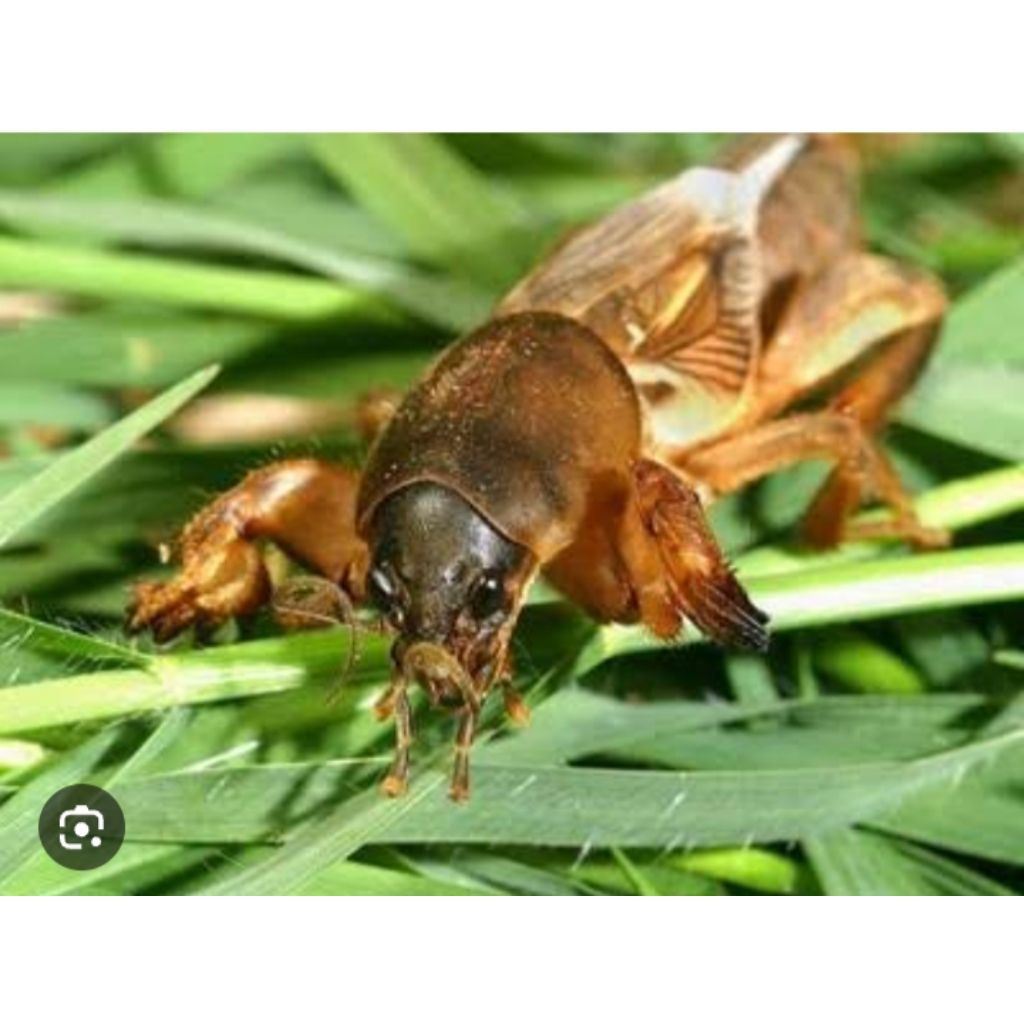 orong Orong sawah umpan mancing 15 ekor