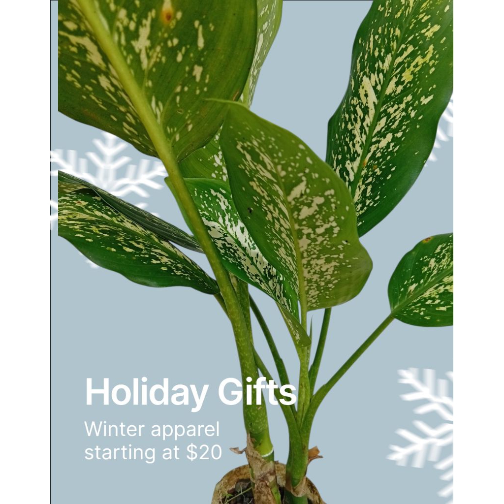 Aglonema Blanceng Beras tumpah