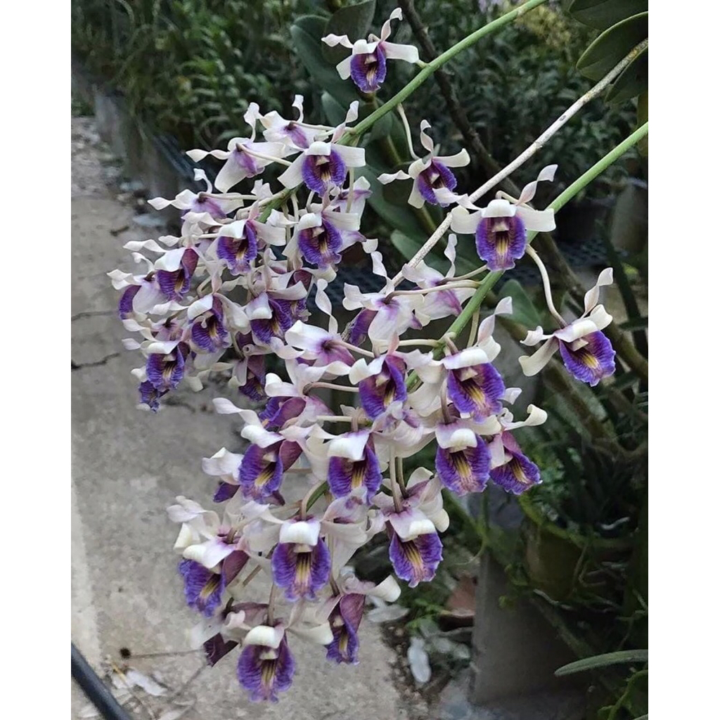 Seedling Dendrobium Nindii (Spesies Asli Papua)