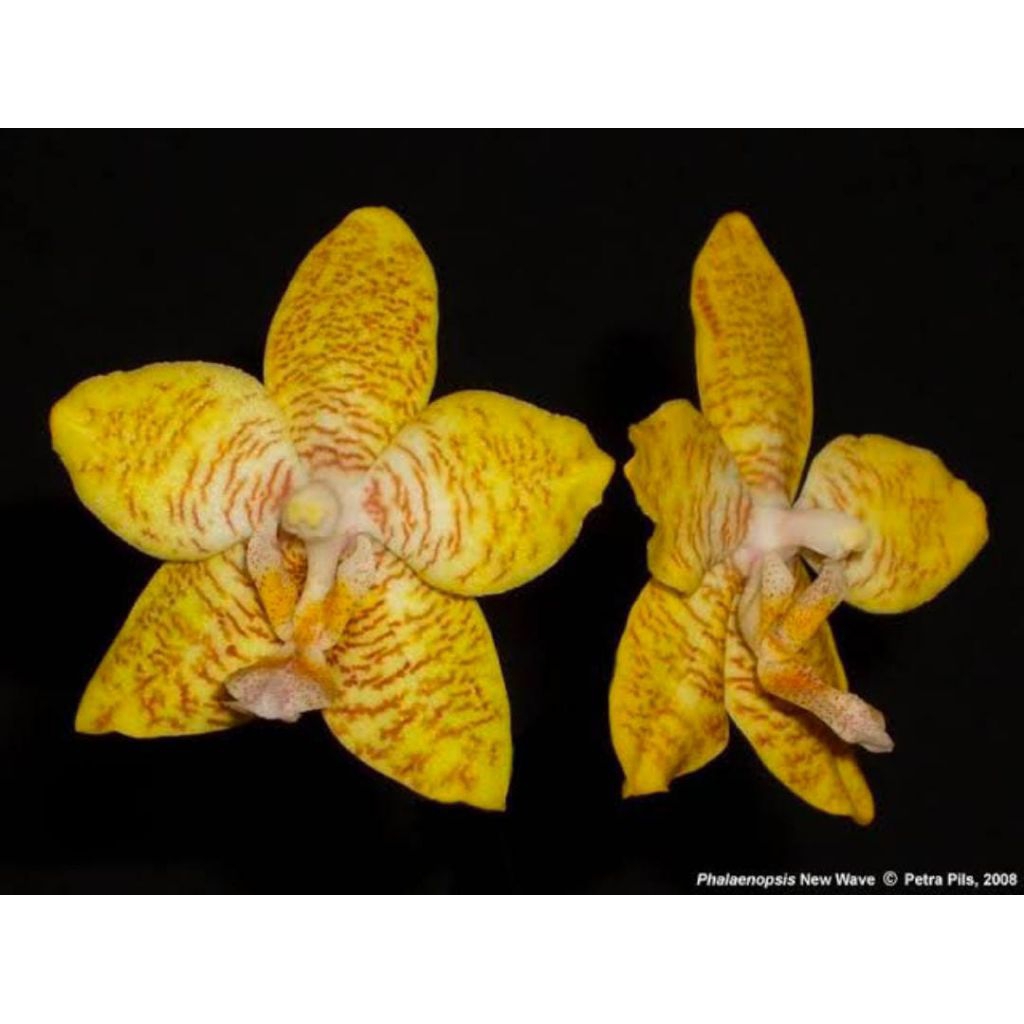 Phalaenopsis New Wave,(stuartiana x sumatrana)