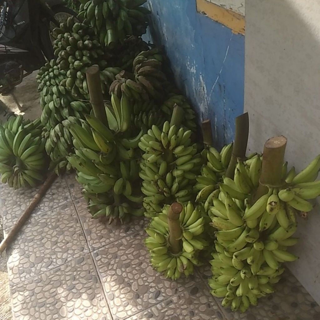 pisang ulin dan pisang awak