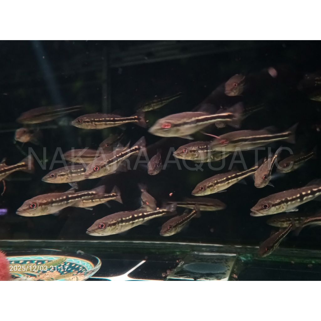 Pbass Pinima pelet 7cm