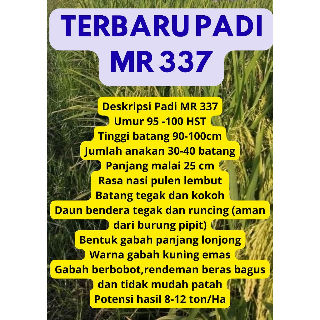 Bibit Benih Padi MR 337 ORIGINAL kemasan 5 Kg