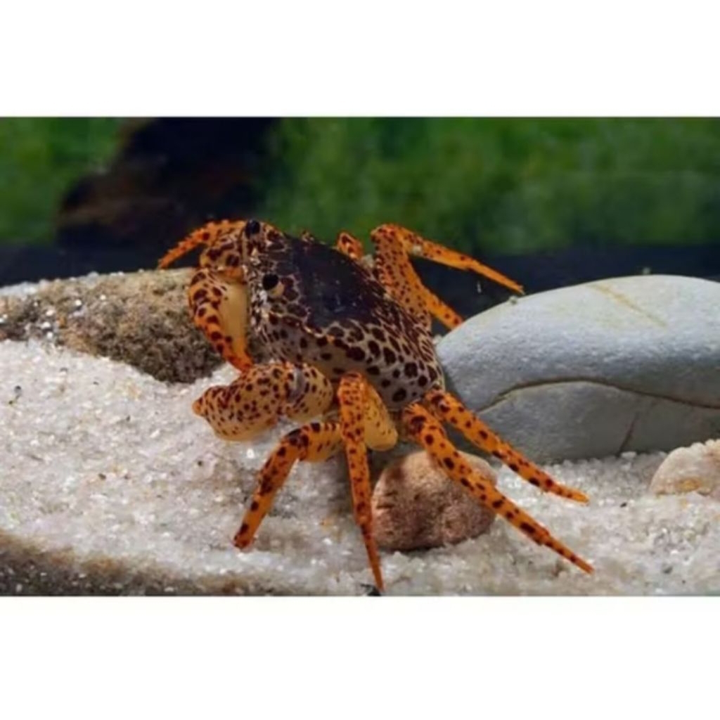 Kepiting panther hias air tawar