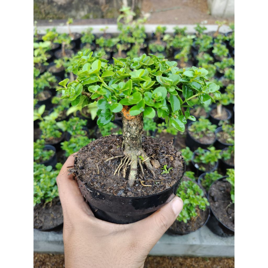 bonsai mame