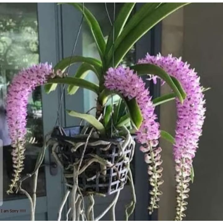 2 Pohon Anggrek Spesies Rhycontylis Retusa Spike + Bonus