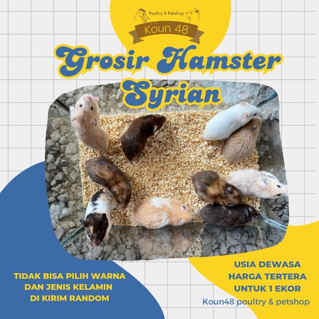 GROSIR HAMSTER SYRIAN DEWASA SYRIAN INDUKAN