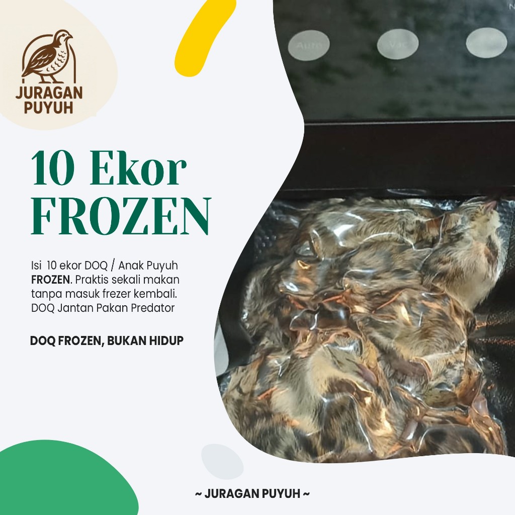 Ready DOQ Puyuh 10 Ekor Frozen / Anak Burung Puyuh/Pakan Predator/Pakan Burung Hantu