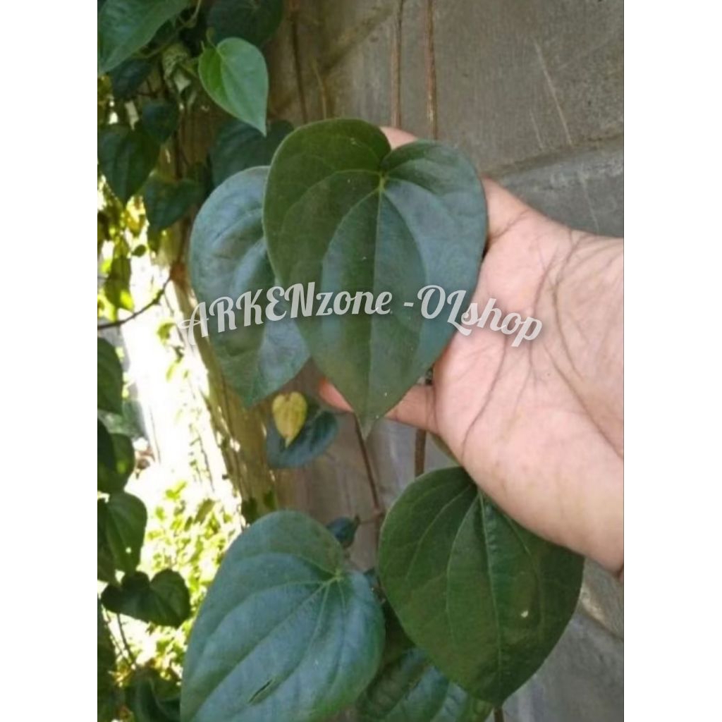 Daun sirih hitam dan bibit stek original asli anti kangker