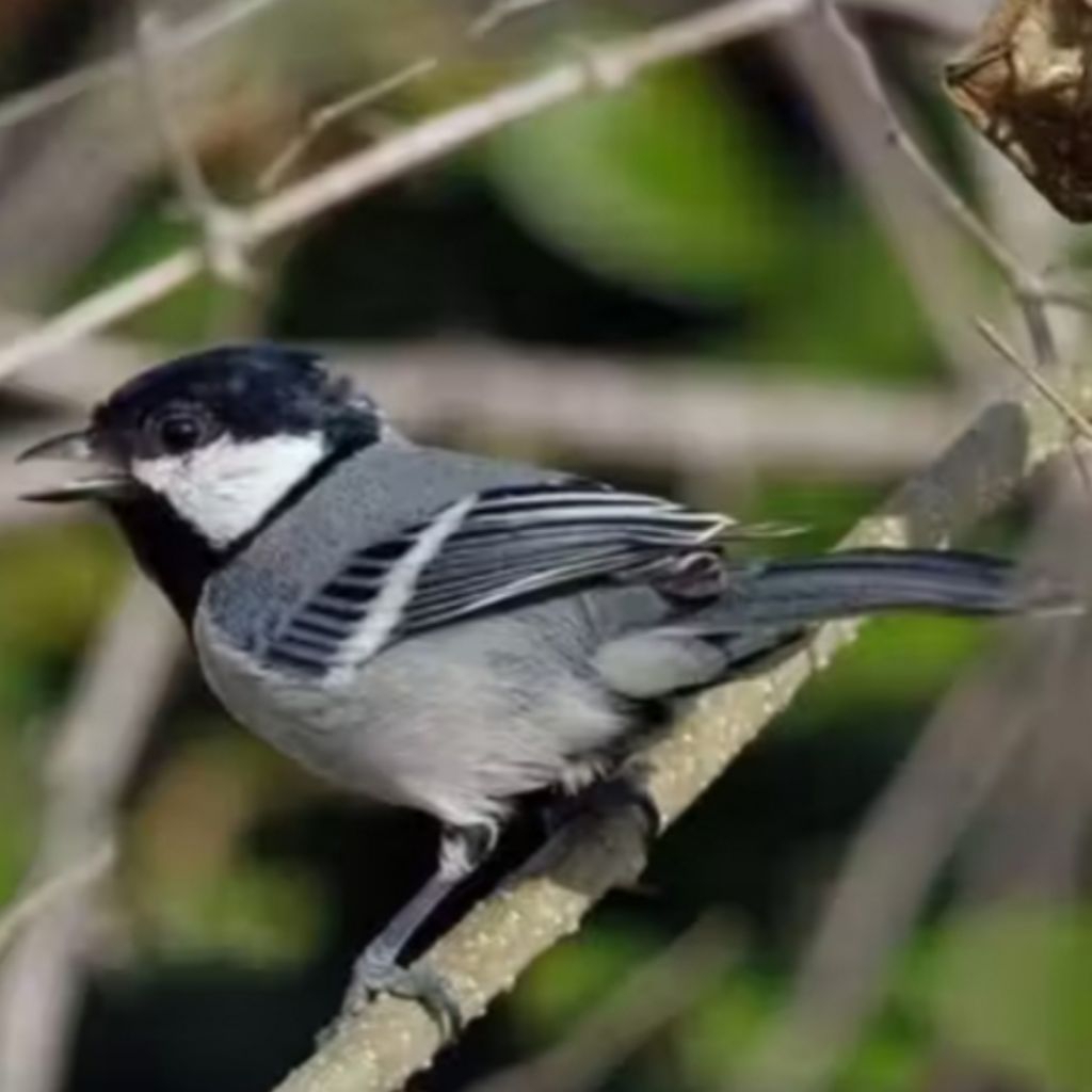 burung glatik batu pilihan