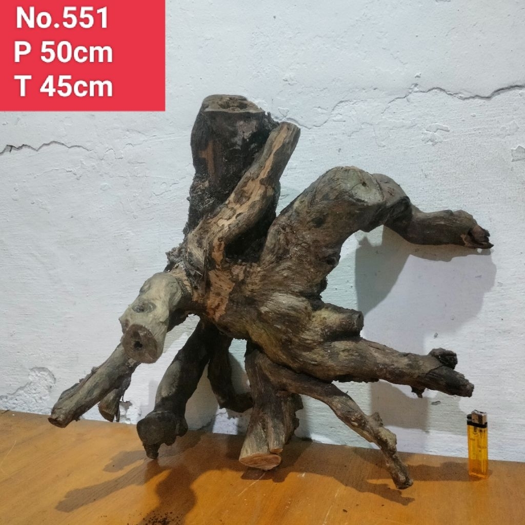 akar santigi laut bonggol akar santigi aquarium aquascape 551