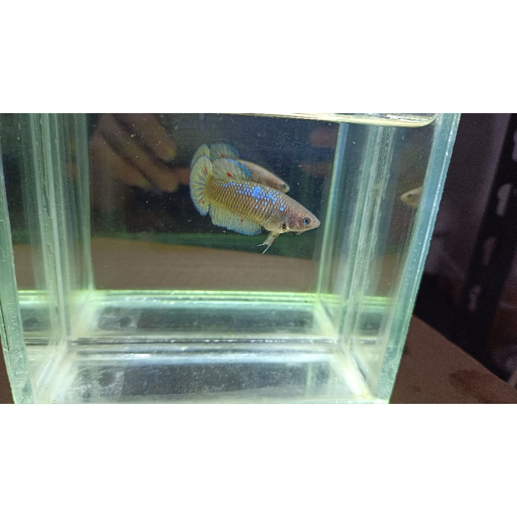 mgv fm full realpict betta