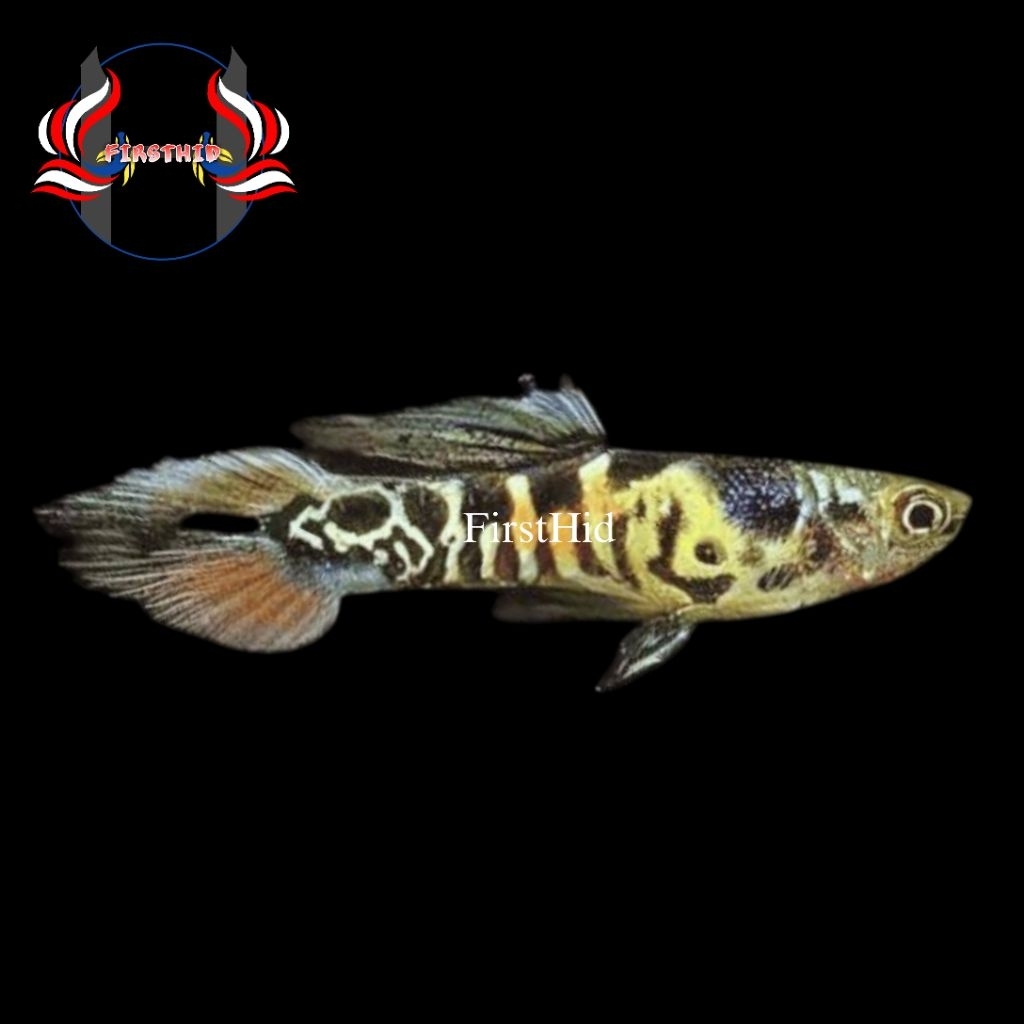 (LANGSUNG DI-KIRIM) ENDLER Yellow Tiger Jacket Red penghias aksesoris akuarium