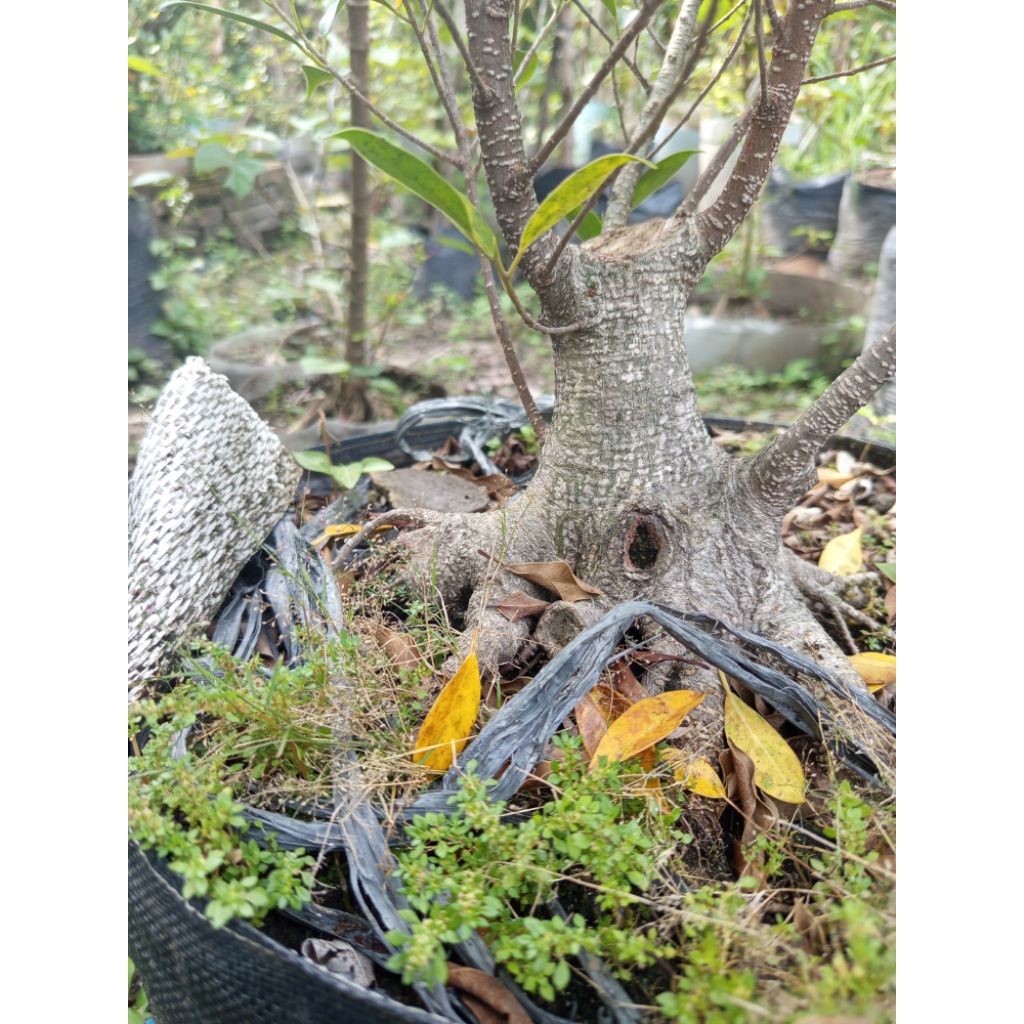 Kimeng Bogel, Bahan Prospek Realpict