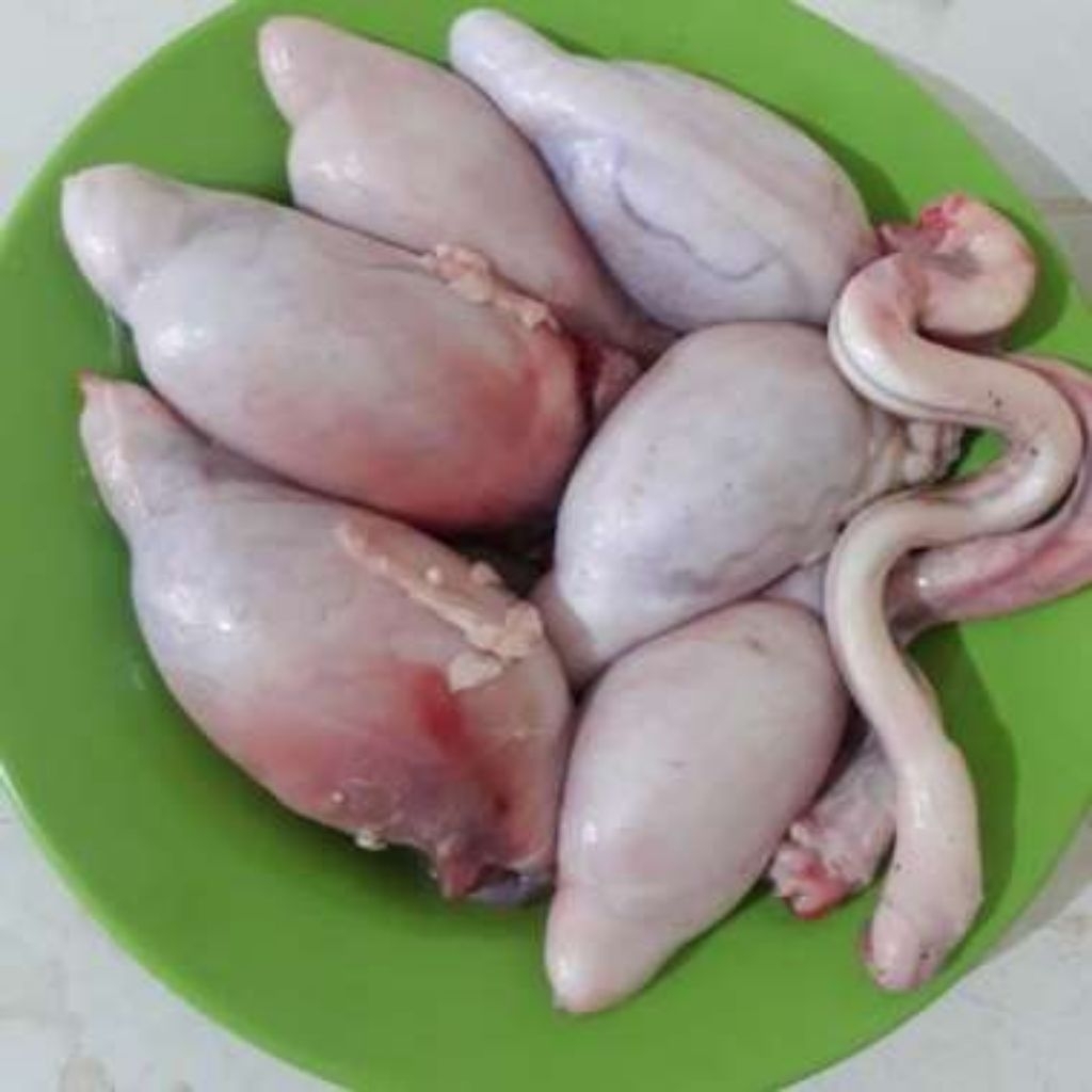 torpedo kambing isi 2pc