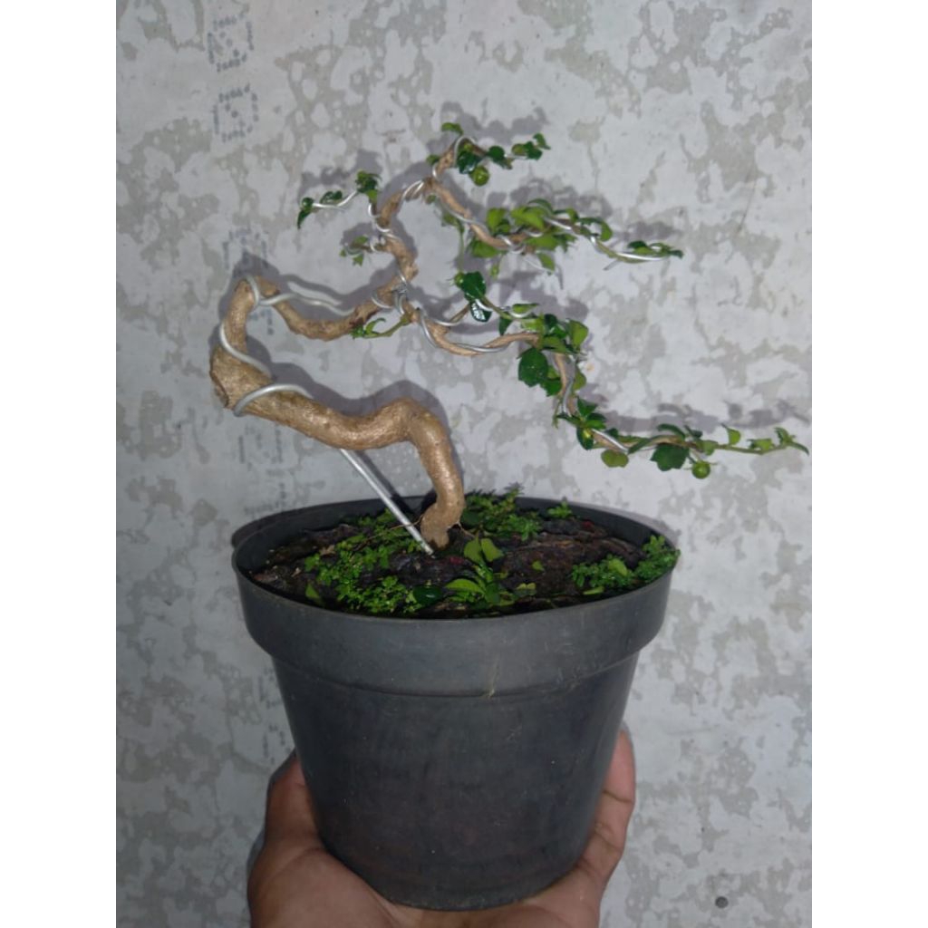 bonsai hokianti buah