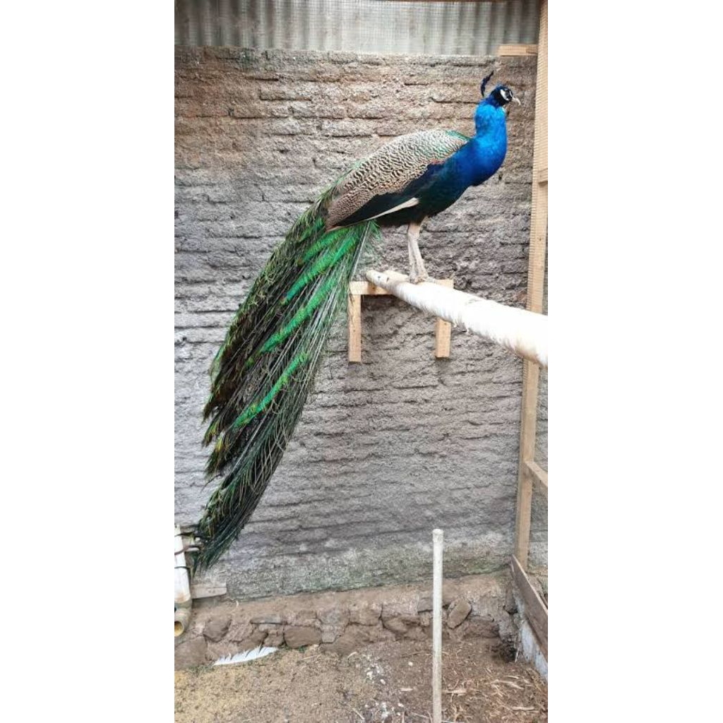 telur fertil merak biru telur JUMBO siap d tetaskan