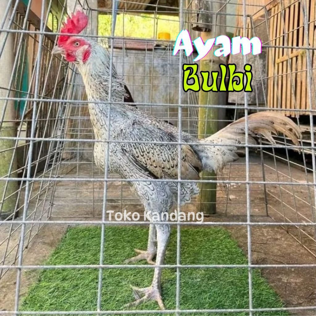 telur ayam bulbi ori untuk ditetaskan