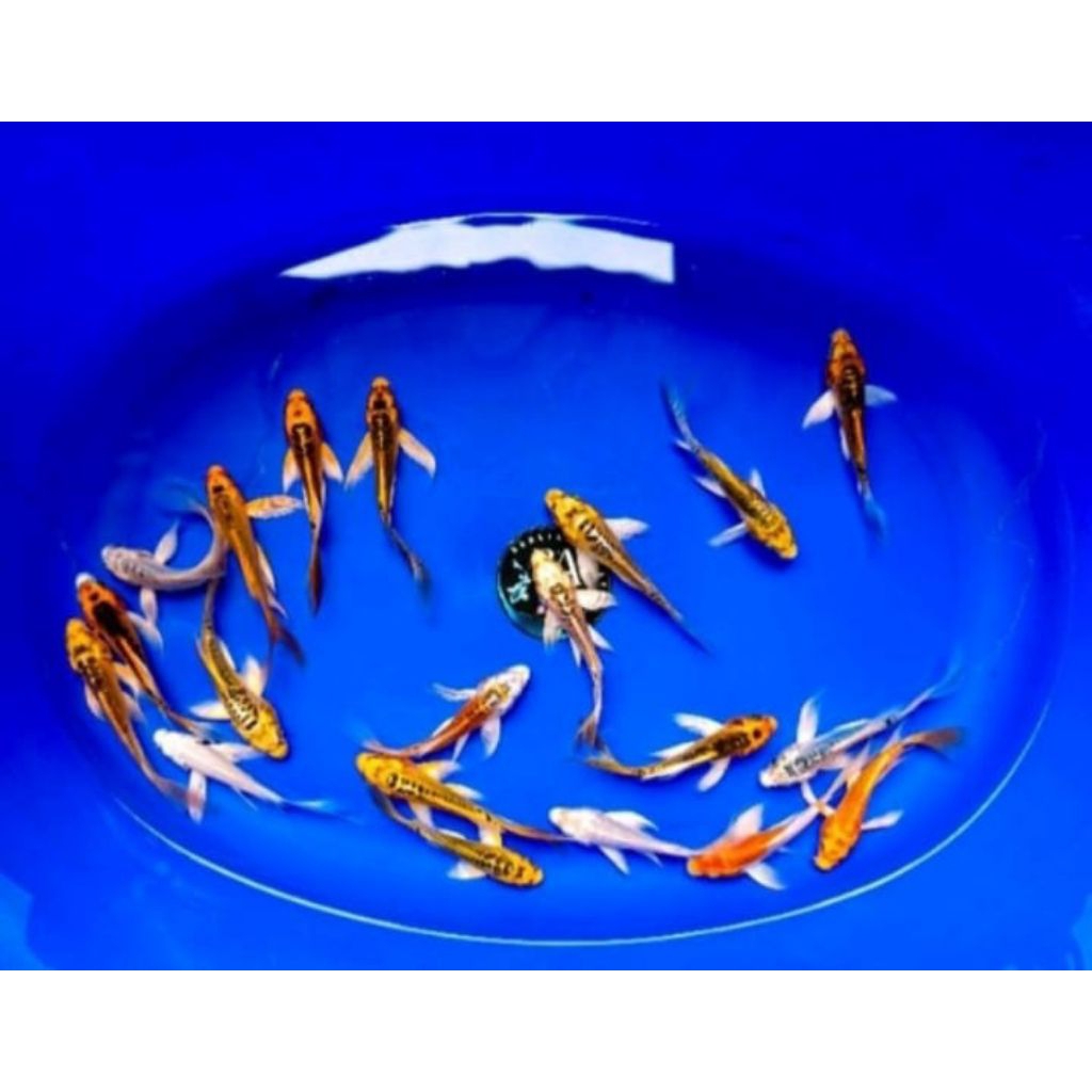 TERLARIS Koi metalik kumpai paket 10 ekor